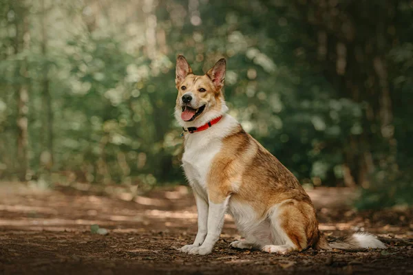 Červené a bílé smíšené plemeno pes sedí venku v létě — Stock fotografie