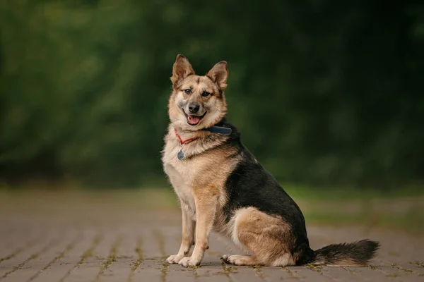 Heureux berger mélange chien posant en plein air en été — Photo