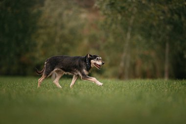 Yazın tasmalı melez bir köpek ve dışarıda gezen bir köpek.