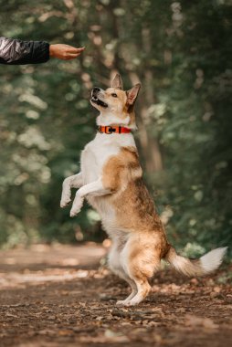 Karışık cins köpek yazın ikram için yalvarıyor.