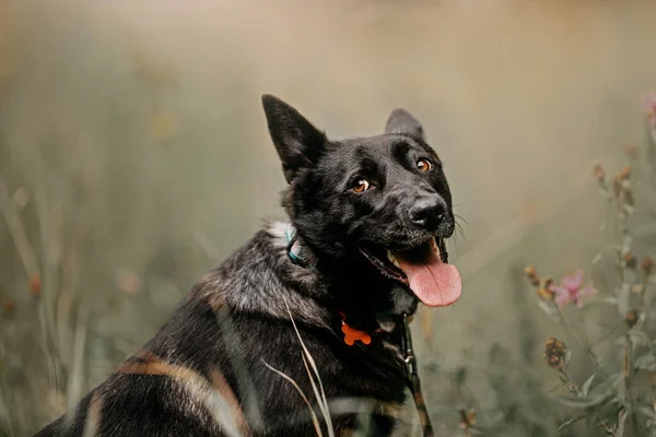Смешной черный портрет собаки смешанной породы на открытом воздухе — стоковое фото