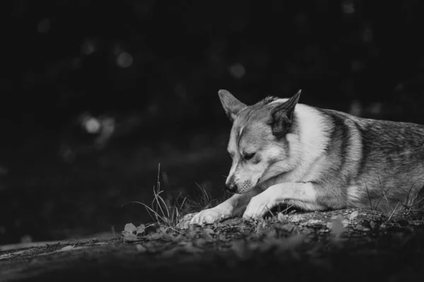 Разнородная собака лежит на открытом воздухе в летнее время, черно-белый — стоковое фото