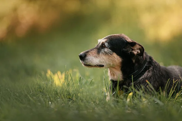 Perro de raza mixta acostado al aire libre en verano, primer plano retrato —  Fotos de Stock