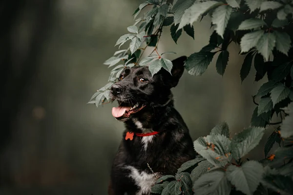 Svart blandras hund porträtt i krage och id-tagg utomhus — Stockfoto