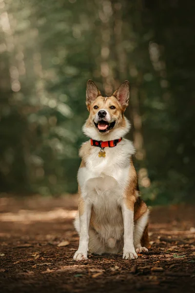 Cão de raça mista feliz em uma coleira e id tag ao ar livre — Fotografia de Stock