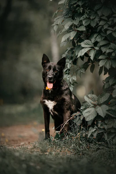 Svart blandras hund sitter utomhus på sommaren — Stockfoto