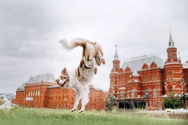 Χαρούμενα σύνορα κόλεϊ σκυλί πηδάει στην πόλη — Φωτογραφία Αρχείου