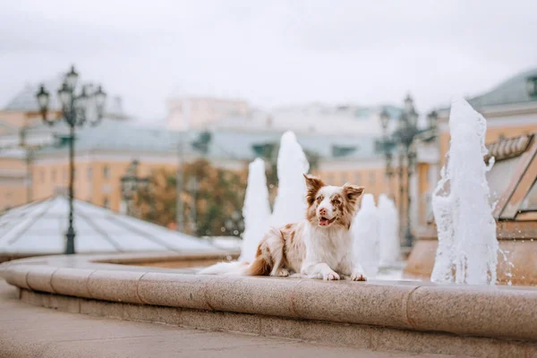 Border collie dog lying down by the fountain in the city — Stock Photo, Image