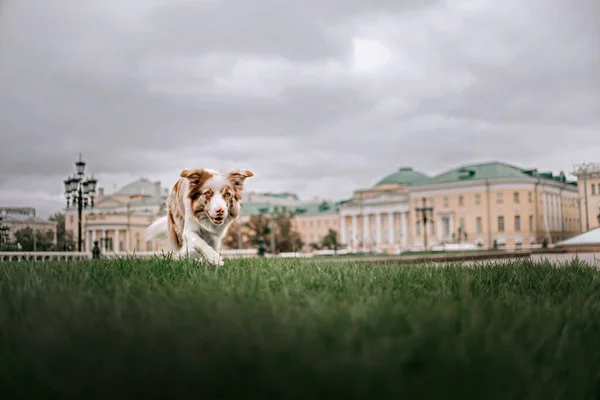 Felice confine collie cane su una passeggiata in città — Foto Stock