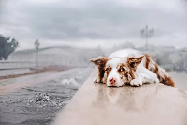 Sad border collie dog lying down near the city canal — Stock Photo, Image