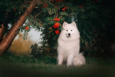 Samoed köpek yazın bir kürek ağacının altında oturuyor.