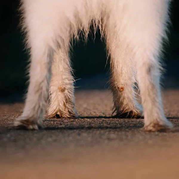 Vue arrière des pattes de chien samoyed moelleux à l'extérieur — Photo