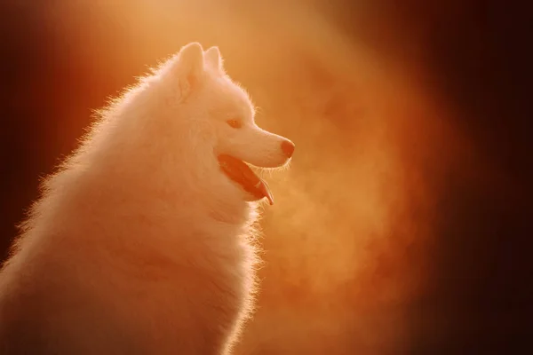 Gelukkig samoyed hond portret buiten bij zonsondergang — Stockfoto