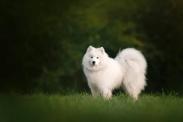 夏に屋外に立つ美しいサモイド犬 — ストック写真