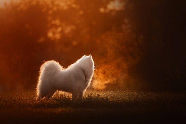 Samoyed dog standing on a field at sunset in summer