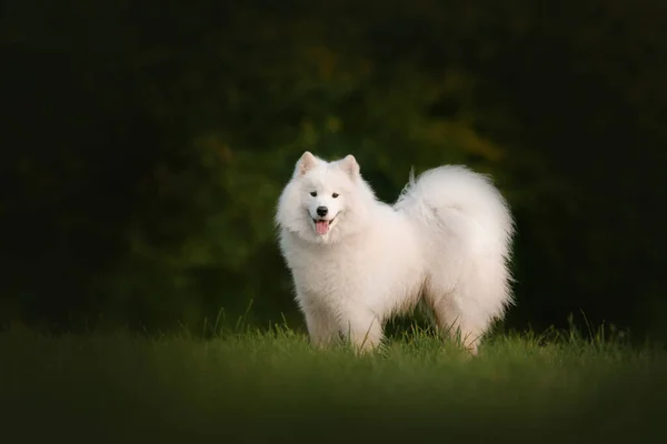 Glad samojerad hund står utomhus på sommaren — Stockfoto