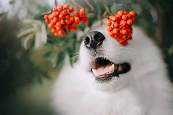 Rolig samoyed hund doft nära upp med rönn bär utomhus — Stockfoto