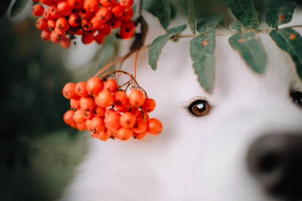 Samoyed pes portrét zblízka s jeřáb bobule venku — Stock fotografie