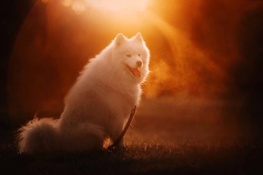 Mutlu samoed köpek yazın gün batımında dışarıda oturuyor.