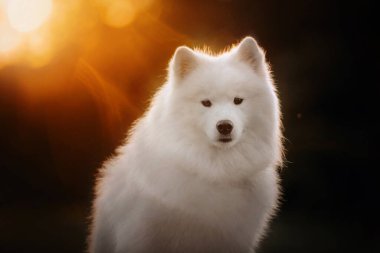 Yazın gün batımında samoed köpek portresi.