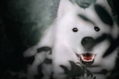 Yazın açık havada mutlu bir köpeğin portresini çek.