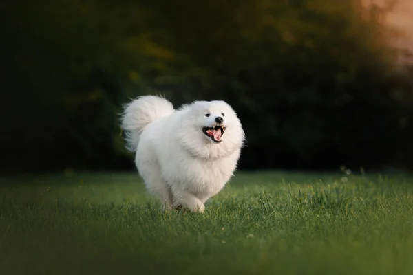 Glad samoyed hund kör utomhus på sommaren — Stockfoto