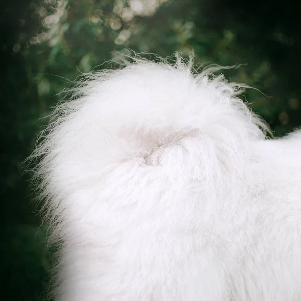 Primo piano colpo di una coda di cane samoyed morbido all'aperto — Foto Stock