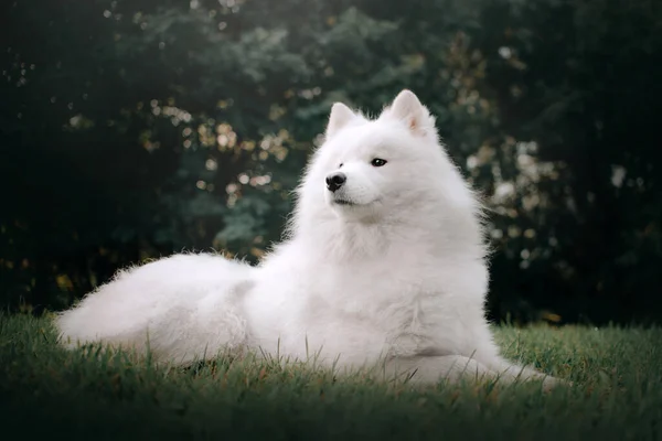 Samoyed dog lying down in grass outdoors — Stock Photo, Image