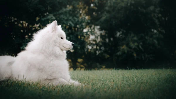 Samoyed hund ligger ner utomhus på sommaren — Stockfoto