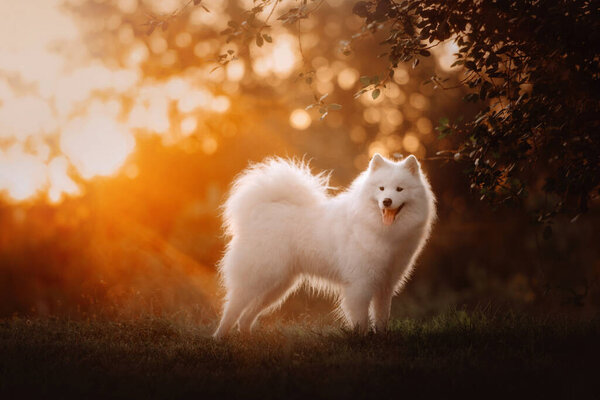Happy samoyed dog standing outdoors at sunset in summer