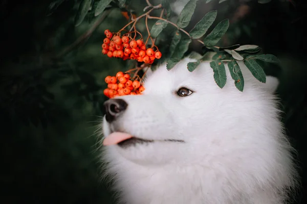 Drôle portrait de chien samoyed avec des baies de rowan à l'extérieur en été — Photo