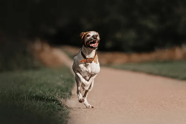Χαρούμενο σκυλί βρώμης τρέχει σε ένα γήπεδο το καλοκαίρι — Φωτογραφία Αρχείου