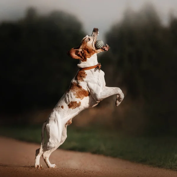 Cão ponteiro pulando para pegar uma bola de brinquedo — Fotografia de Stock