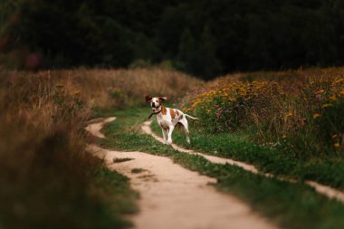 Mutlu yaşlı işaret köpeği yazın çayırda poz veriyor.