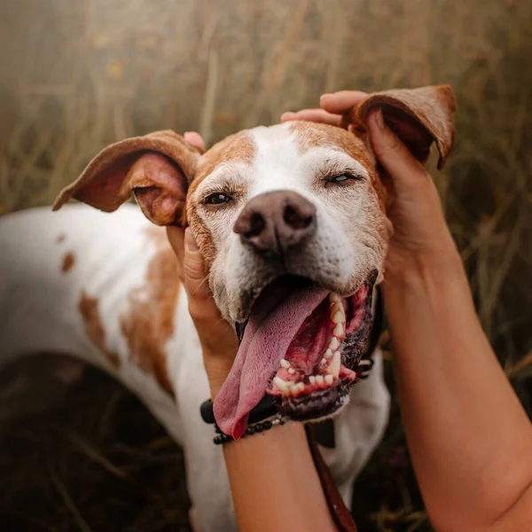 Забавный портрет собаки указки закрыть на открытом воздухе летом — стоковое фото