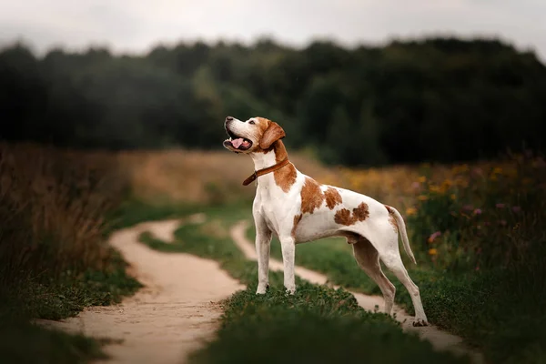 Gammal pekare hund står utomhus på ett fält på sommaren — Stockfoto