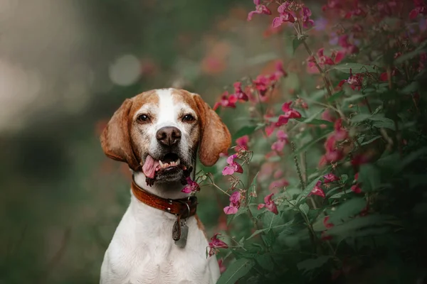 Velho retrato cão ponteiro com flores de verão ao ar livre — Fotografia de Stock