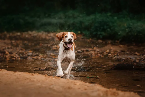 Счастливая старая собака-поводырь, бегущая летом по лесной реке — стоковое фото