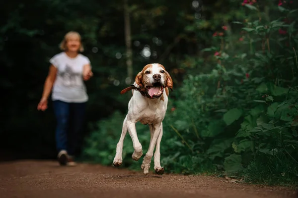 Счастливая старшая собака, бегущая летом на свежем воздухе — стоковое фото