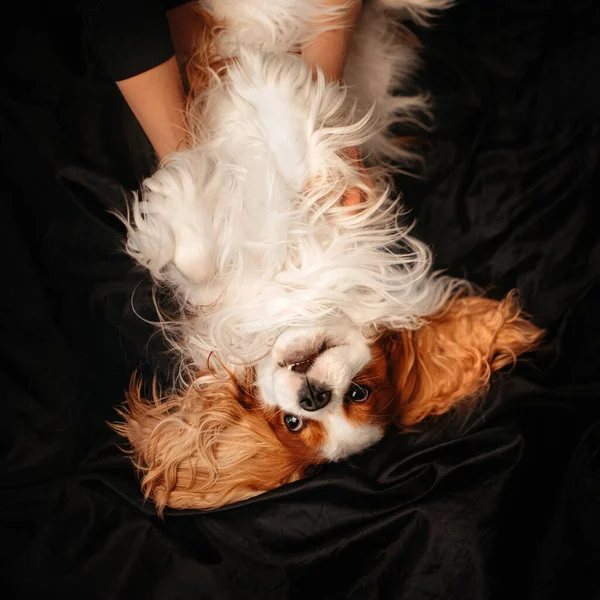 Χαρούμενος ιππότης βασιλιάς Charles Spaniel σκυλί ξαπλωμένος στην πλάτη του σε μαύρα σεντόνια — Φωτογραφία Αρχείου