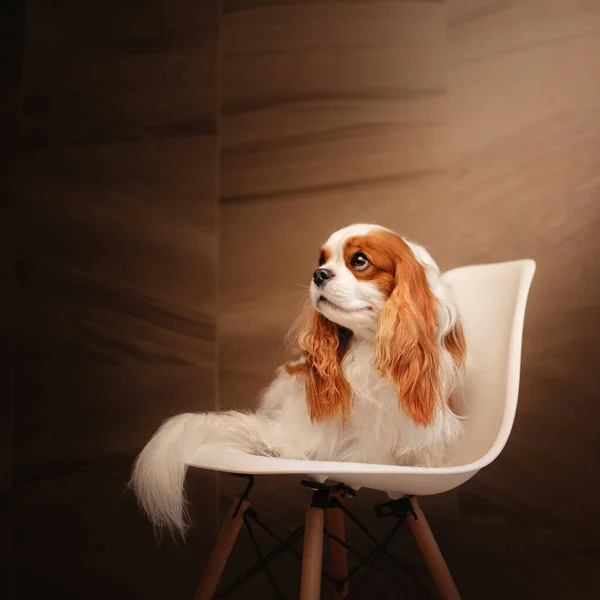 Triste caballero rey charles spaniel perro sentado en una silla blanca —  Fotos de Stock