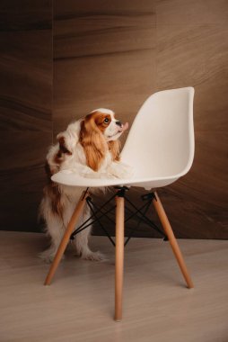Süvari Kralı Charles spaniel köpek. Pençeleri içeride beyaz sandalyede.