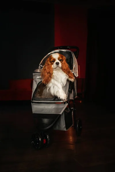 cavalier king charles spaniel dog sitting in a stroller
