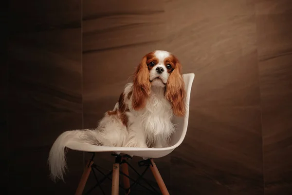 Kavalierkönig Charles Spaniel Hund sitzt auf einem Stuhl im Haus — Stockfoto