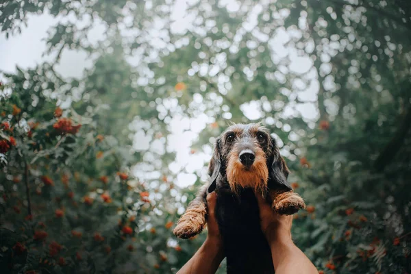 Vlastník ruce držící jezevčíka psa ve vzduchu venku — Stock fotografie