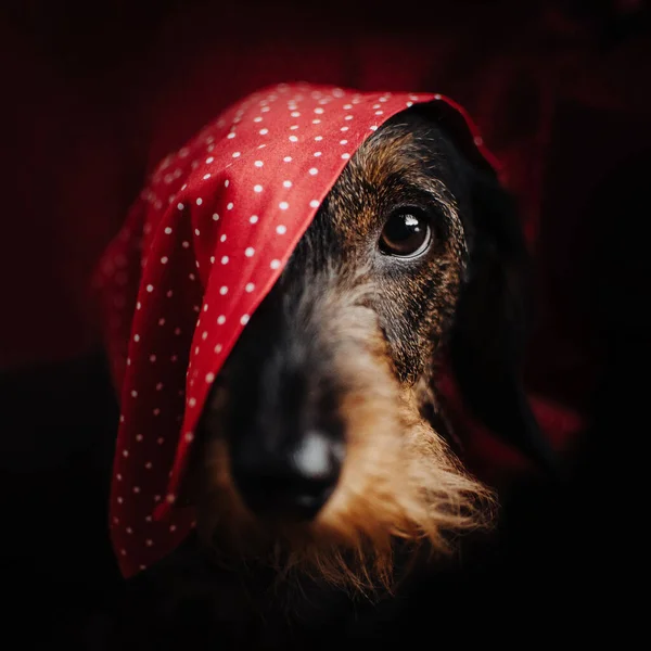 Teckel hond portret binnen met een doek op het hoofd — Stockfoto