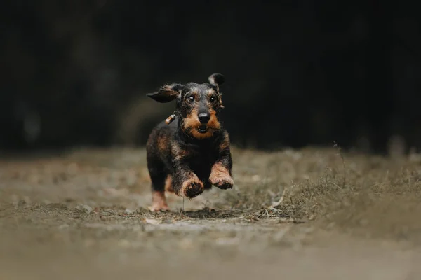 Sert kaplamalı dachshund köpeği çimlerin üzerinde koşuyor. — Stok fotoğraf