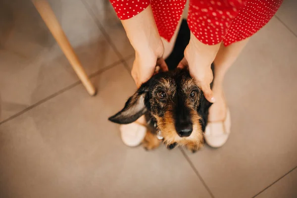 Lustiger Dackelhund wird gestreichelt, Draufsicht — Stockfoto