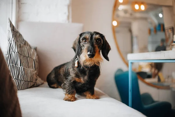 Grov belagd tax hund i krage sitter på en soffa — Stockfoto