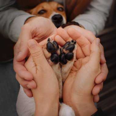 Jack Russell Terrier köpek patileri sahiplerinin elinde